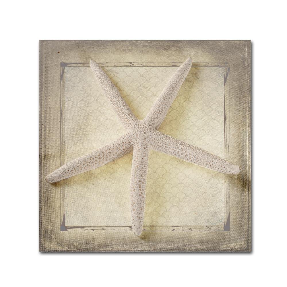 Trademark Fine Art Starfish by LightBoxJournal, 24x24-Inch-Inch