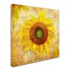 Trademark Fine Art Tuscan Flower 7 by ALI Chris, 18x18-Inch view 2