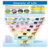 Diversity of Life Learning Center Game - Grades 6-9 view 2