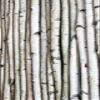 Wilson White Birch Decorative Poles - Natural Wood Bark Kiln Dried Home Dcor, 8' L x 2.5-3.5" D (2 Poles) view 1
