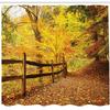 Ambesonne Landscape Shower Curtain, Autumn Season Fall Trees Leaves on Pathway to Forest with Fence Photo, Cloth Fabric Bathroom Decor Set with Hooks, 69" W x 75" L, Ginger Yellow Marigold view 2