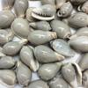 PEPPERLONELY 25 PC Marginella Vetricosa Sea Shells, 1 Inch ~ 1-1/2 Inch view 2