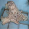 5Kg Rare Natura white Agarwood Aloeswood eaglewood wood sculpture Art For Luck view 2