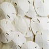 White Sand Dollars 2.5"-3" - 10pcs - Wedding Seashell Craft - Hand Picked and Professionally Packed by Tumbler Home view 1