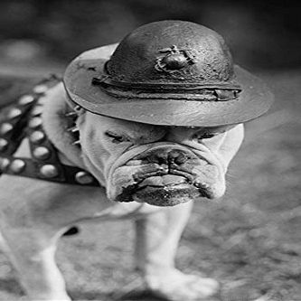 BEL Marine Corps Mascot Looks Like the Average Drill Instructor (12x18 Canvas Print)