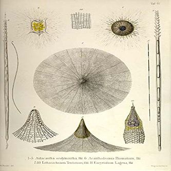 Aulacantha Scolymantha, Acanthodesmia Prismatium, Litharachnium tentorium, Eucyrtidium lagena (12x18 Canvas Print)