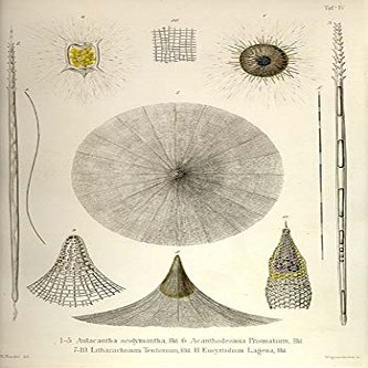 Aulacantha Scolymantha, Acanthodesmia Prismatium, Litharachnium tentorium, Eucyrtidium lagena (12x18 Canvas Print)