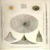 Aulacantha Scolymantha, Acanthodesmia Prismatium, Litharachnium tentorium, Eucyrtidium lagena (12x18 Canvas Print) view 1