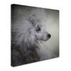 Trademark Fine Art ALI13887-C1414GG Canvas Art view 2
