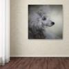 Trademark Fine Art ALI13887-C1414GG Canvas Art view 3