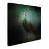 Peacock 2 by Jai Johnson, 14x14-Inch Canvas Wall Art view 2