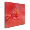 Trademark Fine Art ALI14107-C1414GG Canvas Art view 2