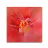 Salmon Hibiscus 1 by Jai Johnson, 14x14-Inch Canvas Wall Art view 1