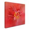 Salmon Hibiscus 1 by Jai Johnson, 14x14-Inch Canvas Wall Art view 2