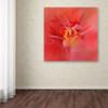 Salmon Hibiscus 1 by Jai Johnson, 14x14-Inch Canvas Wall Art view 3