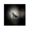 German Shepherd Puppy Feet First by Jai Johnson, 14x14-Inch Canvas Wall Art view 1