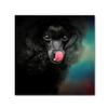 Trademark Fine Art Treat Snatcher Toy Black Poodle by Jai Johnson, 14x14-Inch view 1
