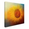 Trademark Fine Art ALI14295-C1414GG Canvas Art view 2