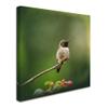Trademark Fine Art ALI14514-C1414GG Canvas Art view 2