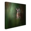 Trademark Fine Art Woodsy Summer Fawn by Jai Johnson, 14x14-Inch view 2