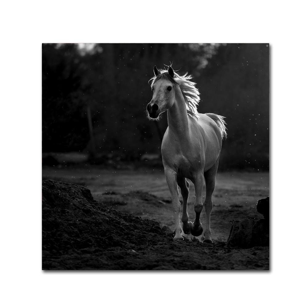 Trademark Fine Art 1X00262-C1414GG Canvas Art