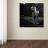 Trademark Fine Art 1X00262-C1414GG Canvas Art view 3