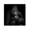 Trademark Fine Art Animals Traditional Canvas Art view 1