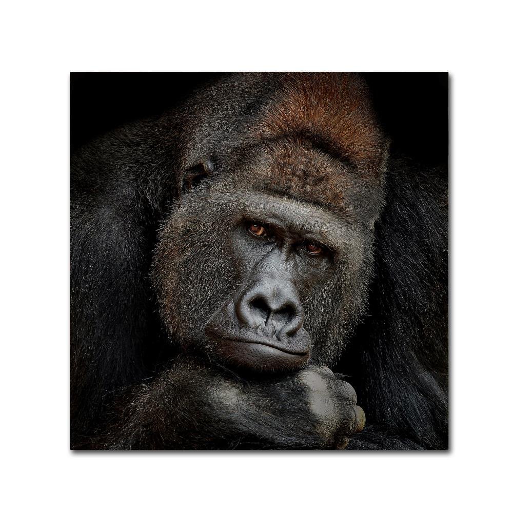 Trademark Fine Art Animals Traditional Canvas Art