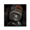 Trademark Fine Art Animals Traditional Canvas Art view 1