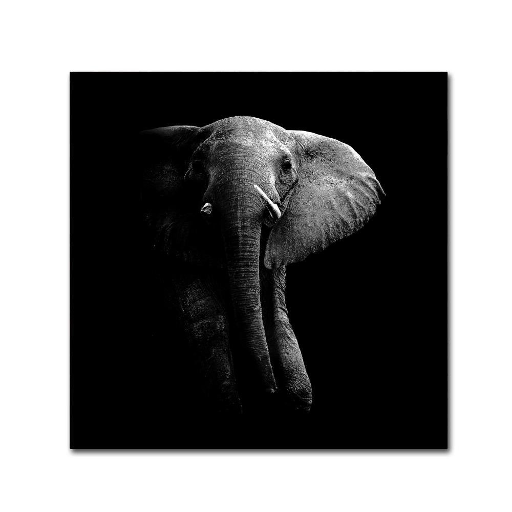 Trademark Fine Art Animals Modern & Contemporary Canvas Art