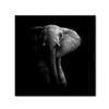Trademark Fine Art Animals Modern & Contemporary Canvas Art view 1