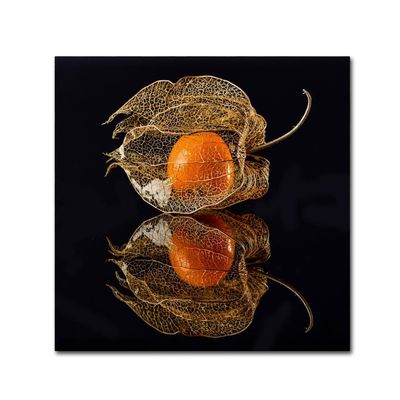 Trademark Fine Art Eclectic Canvas Art