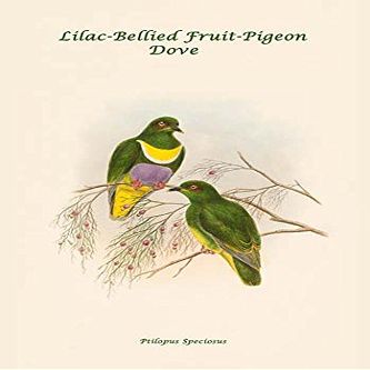 BuyEnLarge Ptilopus Speciosus - Lilac-Bellied Fruit-Pigeon - Dove (20x30 Paper Poster)