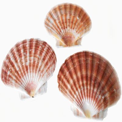 12 Irish Flat Scallops Shells Seashells 3"-4" Crafts Beach Cottage Nautical Decor