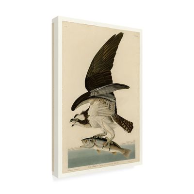 Wrapped Canvas Wall Art - Audubon 'Fish Hawk Or Osprey Plate 81' Wall Art for Living Room, Bedroom, or Office Dcor - 16x24