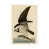 Wrapped Canvas Wall Art - Audubon 'Fish Hawk Or Osprey Plate 81' Wall Art for Living Room, Bedroom, or Office Dcor - 16x24 view 2