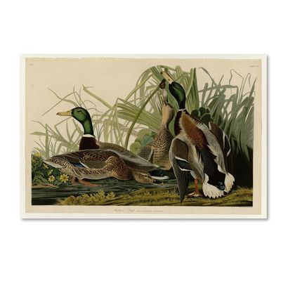 Canvas Wall Art - Audubon 'Mallard Duckplate 221' Wall Art for Living Room, Bedroom, or Office Dcor by Trademark Fine Art