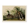Canvas Wall Art - Audubon 'Mallard Duckplate 221' Wall Art for Living Room, Bedroom, or Office Dcor by Trademark Fine Art view 1