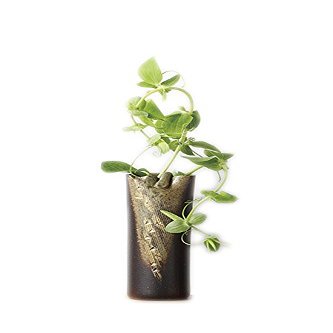 had flower 3-Pack, 132385