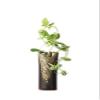 had flower 3-Pack, 132385 view 1