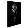Trademark Fine Art Zebra Rear by Antonio Grambone, 16x24-Inch view 2