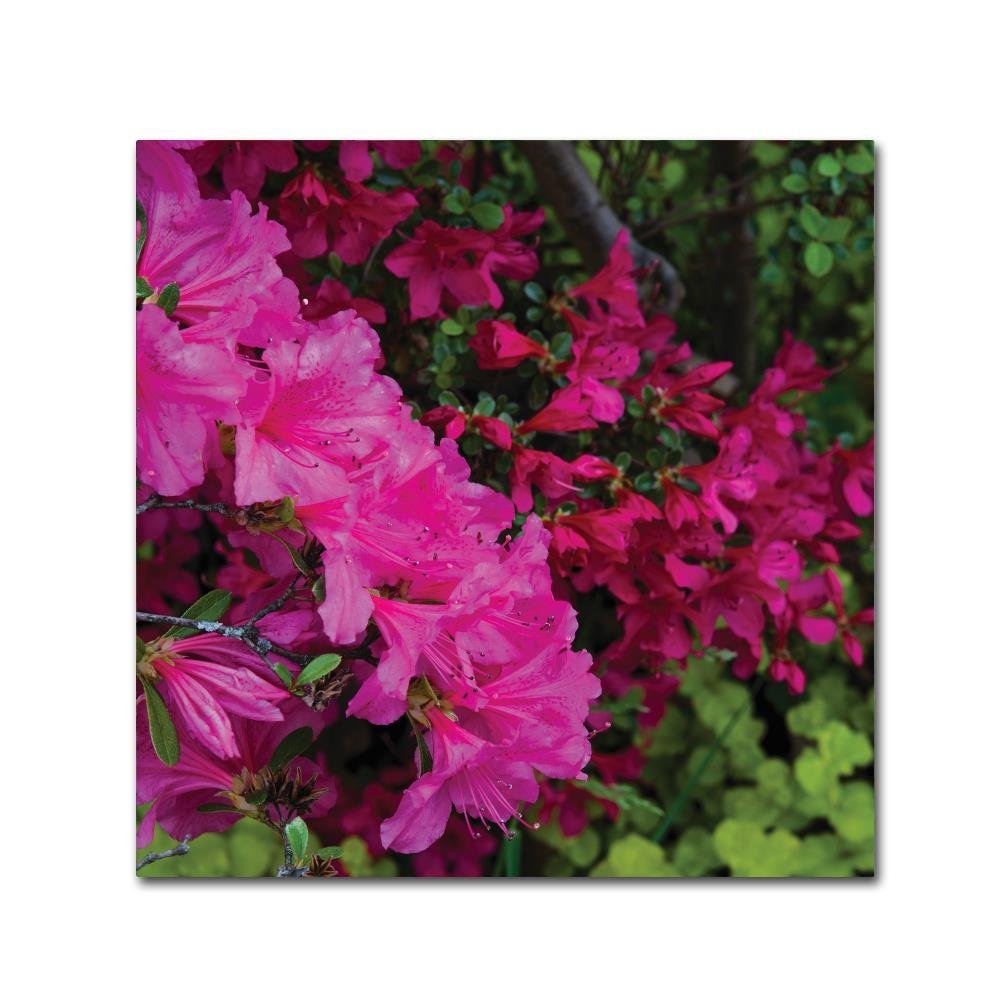 Trademark Fine Art Pink and Red Azalea Flowers Wall Dcor