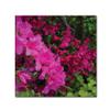 Trademark Fine Art Pink and Red Azalea Flowers Wall Dcor view 1