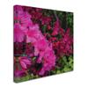 Trademark Fine Art Pink and Red Azalea Flowers Wall Dcor view 2
