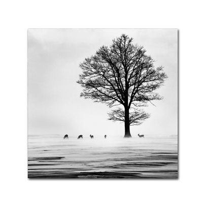 Trademark Fine Art Roes Wall Dcor
