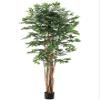 6' Pacific Lychee Tree w/2088 Leaves in Plastic Pot Green (pack of 2) view 1