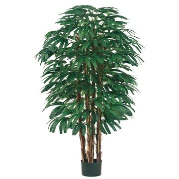 6' Rhapis Tree x6 with 896 Leaves in Pot Two Tone Green (pack of 1)