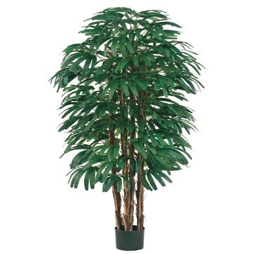 6' Rhapis Tree x6 with 896 Leaves in Pot Two Tone Green (pack of 1)