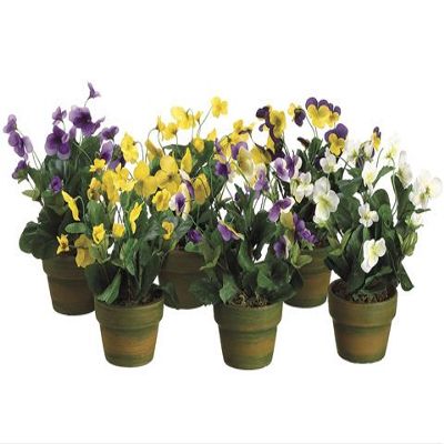 10" Assorted Viola in Terra Cotta Pot (2 ea./ 4 Colors 4 ea. /Color) Assorted (Pack of 12)
