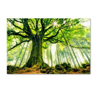 Trademark Fine Art Ponthus Beech Wall Dcor, 16 x 24